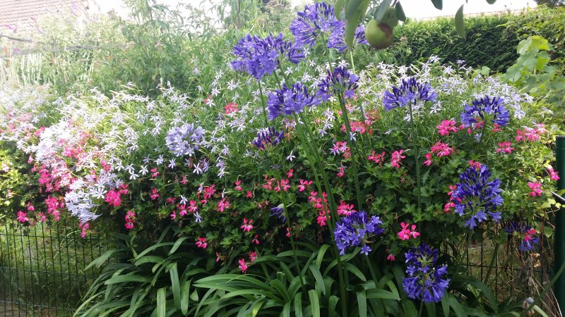 symphonie de couleur de mon jardin.Muriel Godet